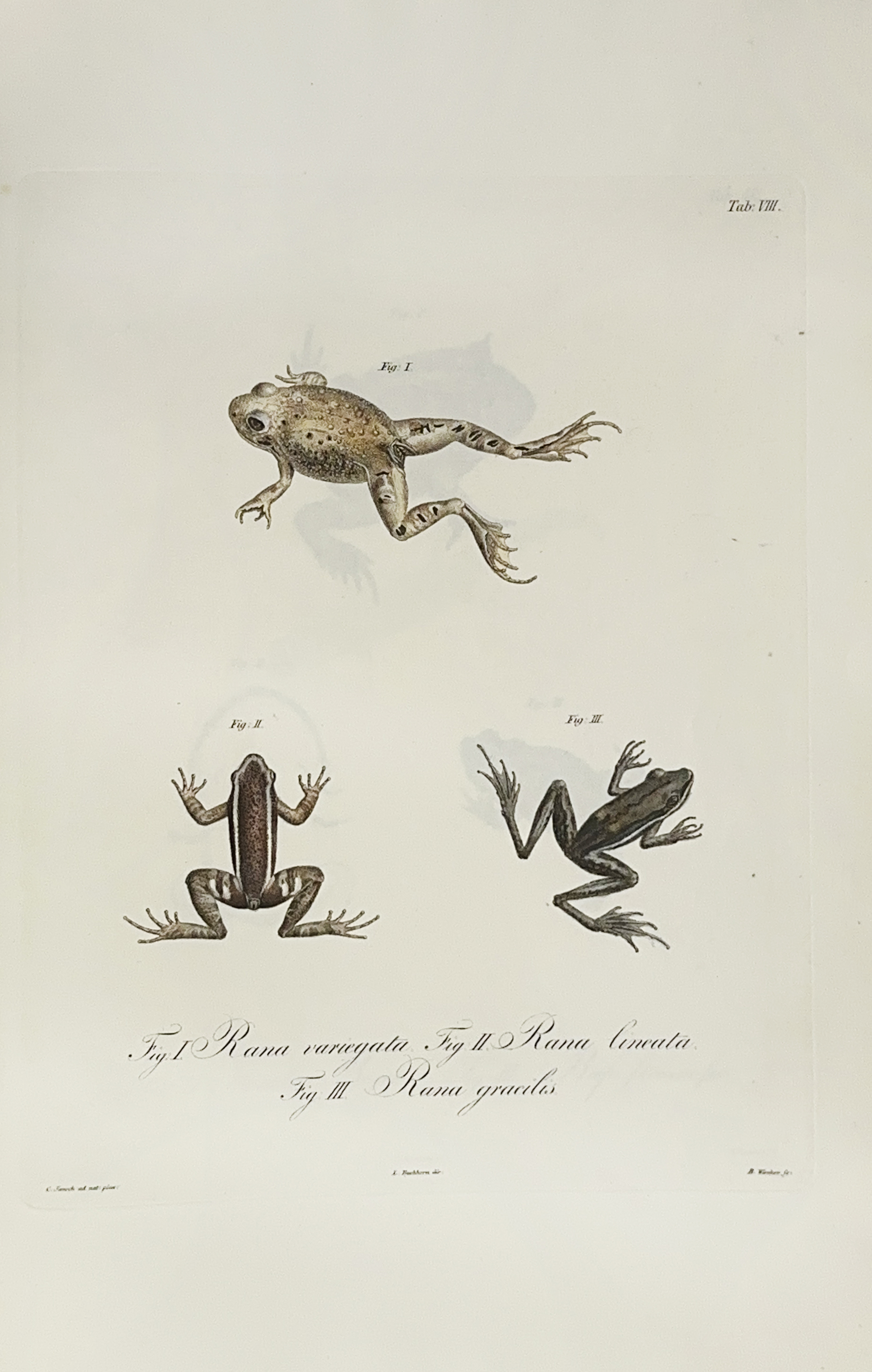 auction 362